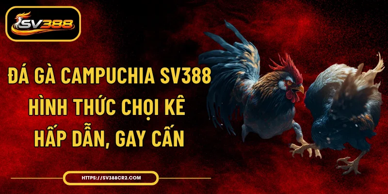 Đá Gà Campuchia SV388 - Hình Thức Chọi Kê Hấp Dẫn, Gay Cấn 1 Đá Gà Campuchia SV388 - Hình Thức Chọi Kê Hấp Dẫn, Gay Cấn